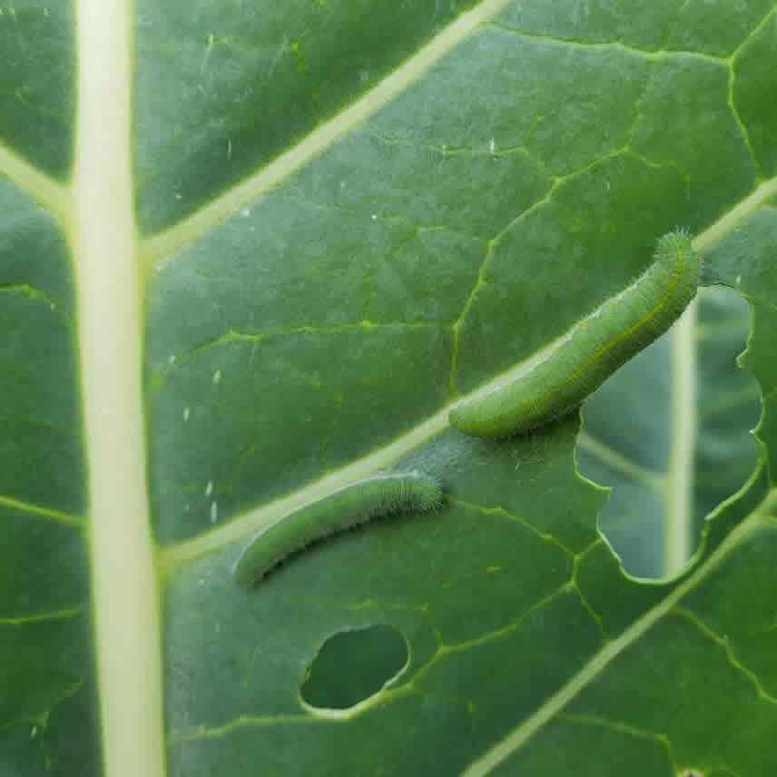 Cabbage Worm
