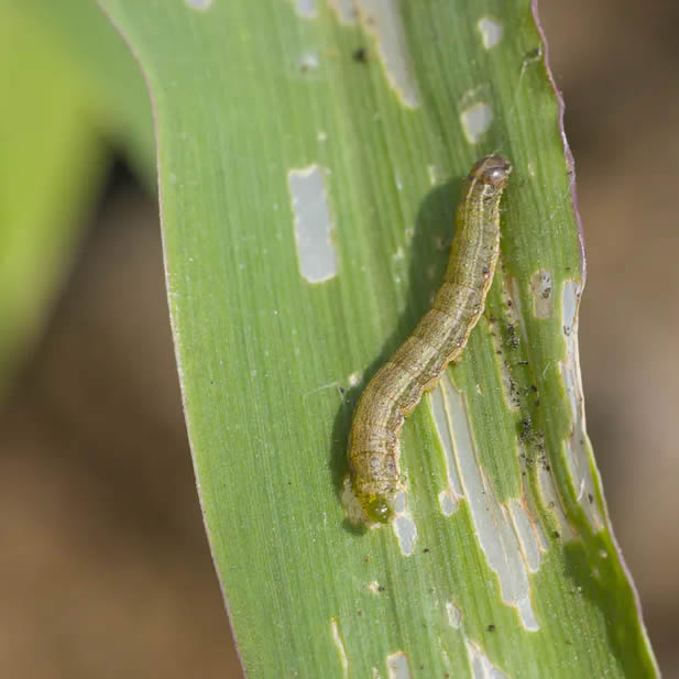 Fall Army Worm