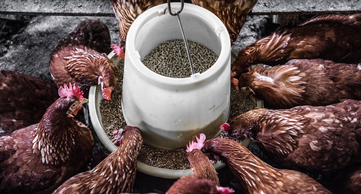 Animal Feeds