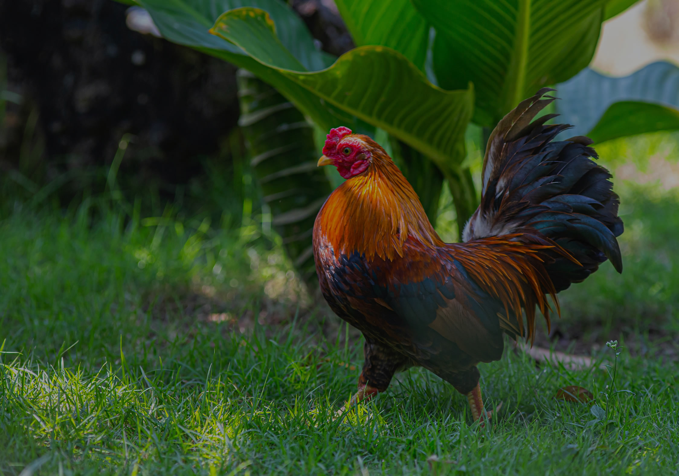 Paves Vetagro Livestock
